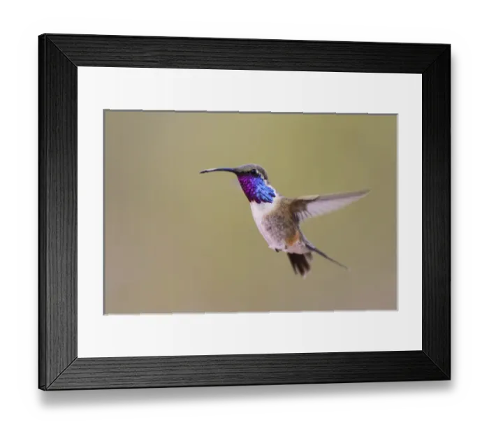 Framed Print : Lucifer Hummingbird (Calothorax lucifer) male hovering Framed Print : Lucifer Hummingbird (Calothorax lucifer) male hovering