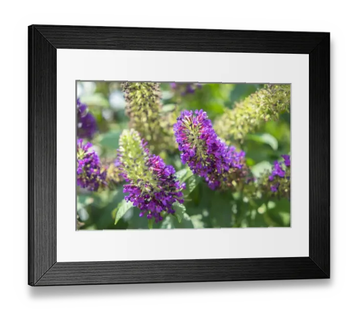 Framed Print : Butterfly Bush, Round Top, Texas, USA Framed Print : Butterfly Bush, Round Top, Texas, USA