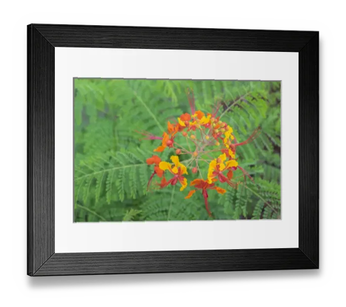 Framed Print : Pride of Barbados, Austin, Texas, USA Framed Print : Pride of Barbados, Austin, Texas, USA