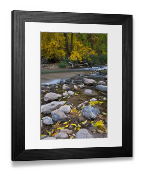 Framed Print : USA, Utah, Zion National Park. The Narrows with fallen leaves Framed Print : USA, Utah, Zion National Park. The Narrows with fallen leaves