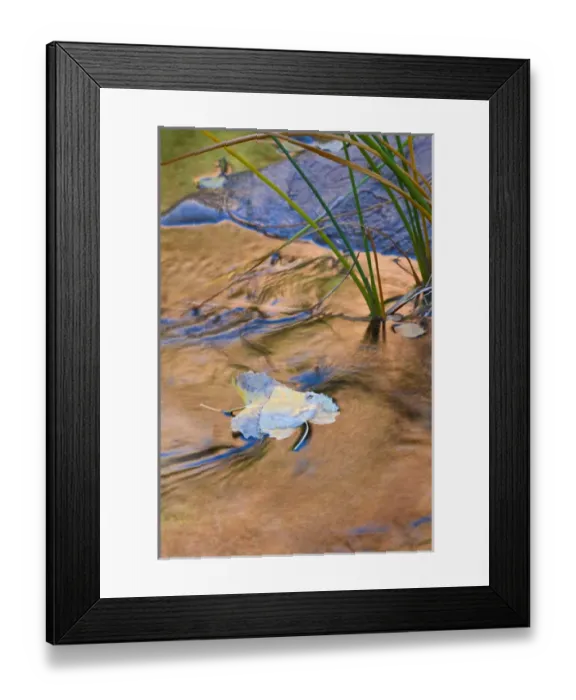 Framed Print : USA, Utah, Zion National Park. Cottonwood leaves in Pine Creek Framed Print : USA, Utah, Zion National Park. Cottonwood leaves in Pine Creek