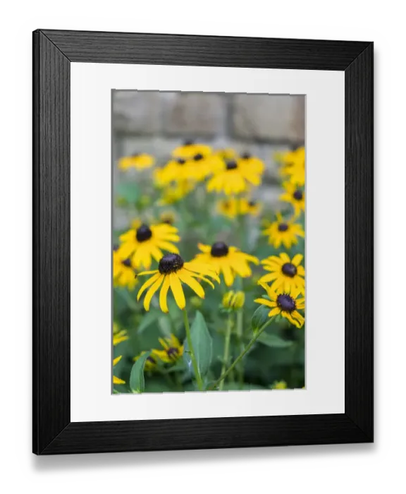 Framed Print : Black eyed Susan, Austin, Texas, USA Framed Print : Black eyed Susan, Austin, Texas, USA