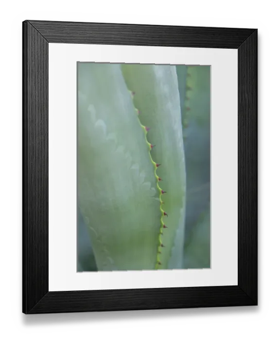 Framed Print : Agave cactus, Austin, Texas, USA Framed Print : Agave cactus, Austin, Texas, USA