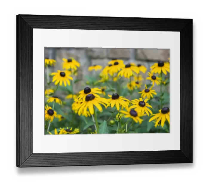 Framed Print : Black eyed Susan, Austin, Texas, USA Framed Print : Black eyed Susan, Austin, Texas, USA