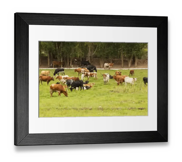 Framed Print : Herd of Texas Longhorn cattle in green pasture Framed Print : Herd of Texas Longhorn cattle in green pasture
