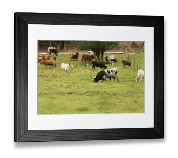 Framed Print : Herd of Texas Longhorn cattle in green pasture Framed Print : Herd of Texas Longhorn cattle in green pasture
