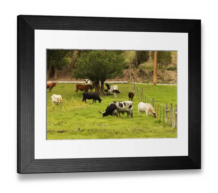Framed Print : Herd of Texas Longhorn cattle in green pasture