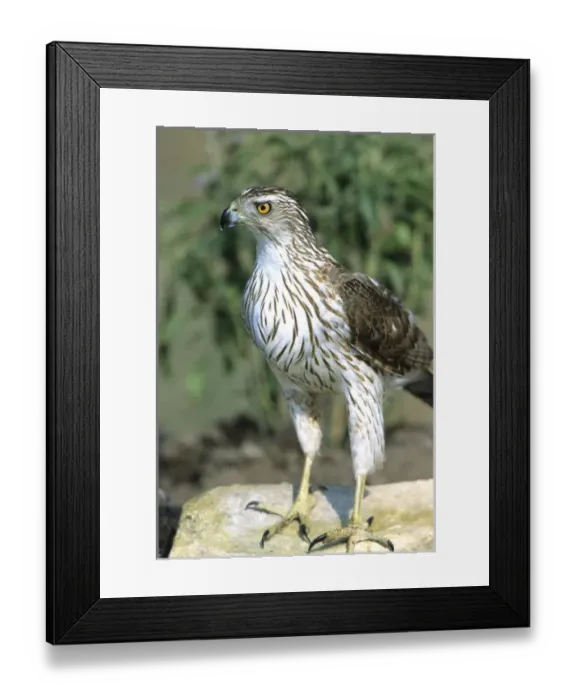 Framed Print : Coopers Hawk (Accipiter cooperii) immature, Starr Co. Texas Framed Print : Coopers Hawk (Accipiter cooperii) immature, Starr Co. Texas