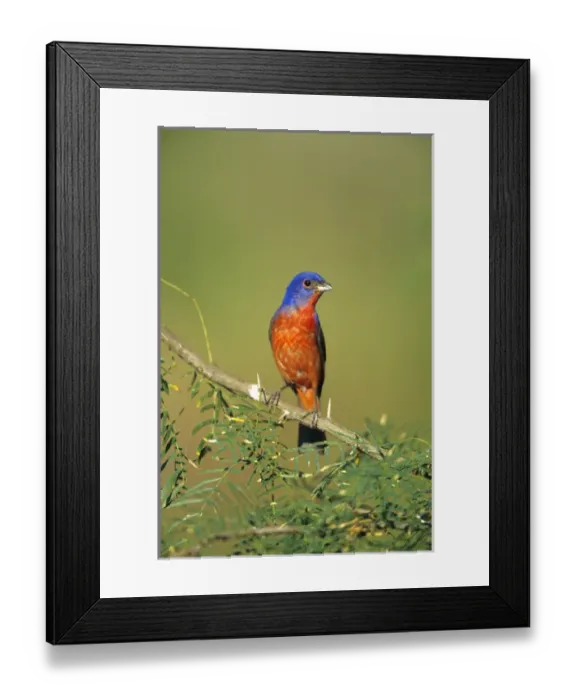 Framed Print : Painted Bunting (Passerina ciris) male, Starr Co. TX Framed Print : Painted Bunting (Passerina ciris) male, Starr Co. TX