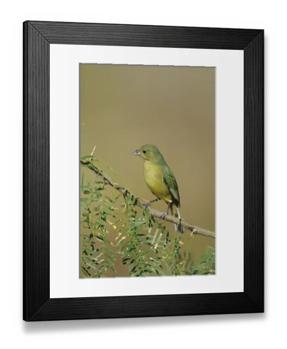 Framed Print : Painted Bunting (Passerina ciris) female, Starr Co. TX