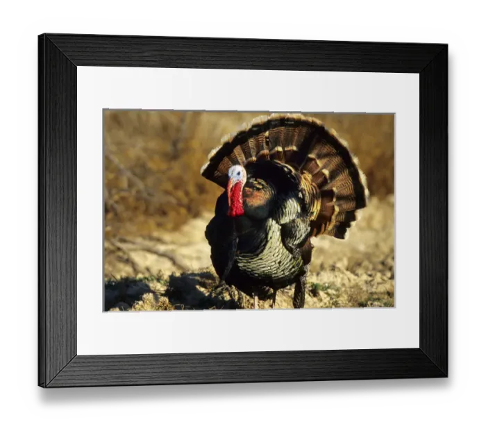 Framed Print : Rio Grande Wild Turkey (Meleagris Gallopavo) gobbler strutting, Starr Co Framed Print : Rio Grande Wild Turkey (Meleagris Gallopavo) gobbler strutting, Starr Co