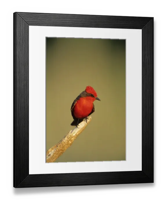 Framed Print : Vermillion Flycatcher (Pyrocephalus rubinus) male, Starr Co, Texas Framed Print : Vermillion Flycatcher (Pyrocephalus rubinus) male, Starr Co, Texas
