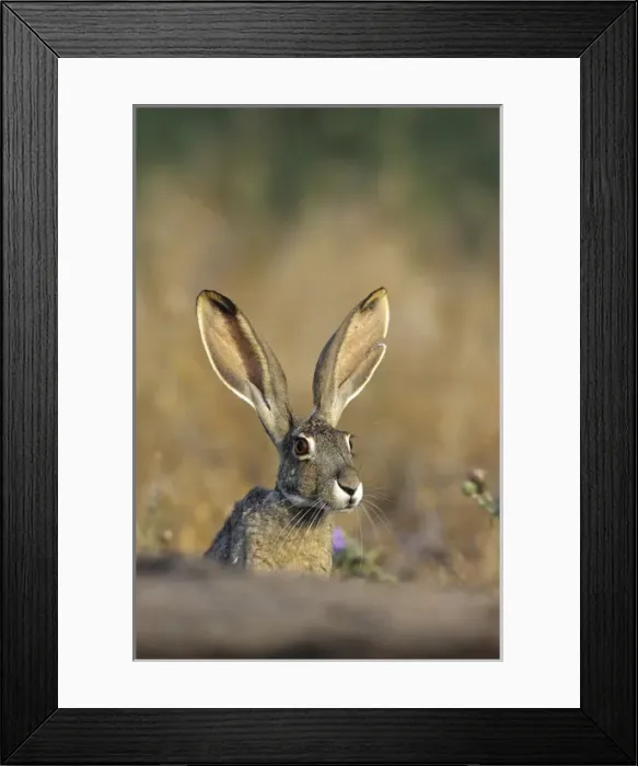 Framed Print : Black-tailed Jack Rabbit (Lepus californicus) Starr Co. TX