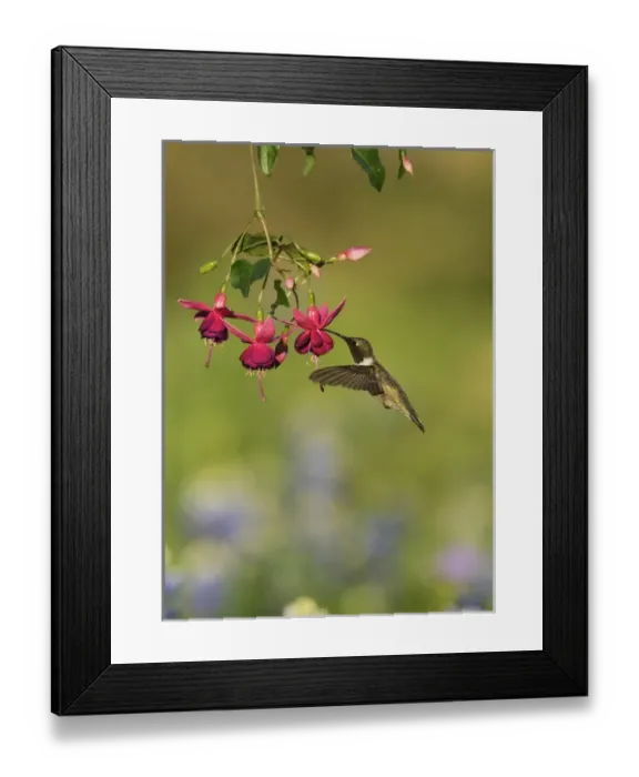 Framed Print : Black-chinned Hummingbird (Archilochus alexandri), adult male feeding on blooming Fuchsia Framed Print : Black-chinned Hummingbird (Archilochus alexandri), adult male feeding on blooming Fuchsia