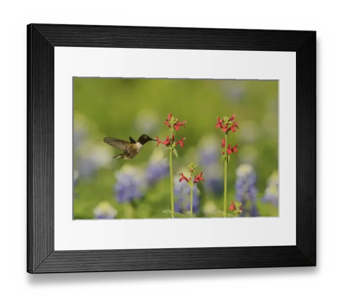Framed Print : Black-chinned Hummingbird (Archilochus alexandri), adult male feeding on blooming Scarlet betony