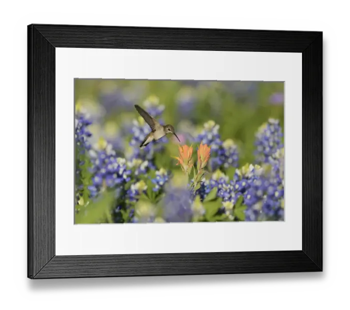 Framed Print : Black-chinned Hummingbird (Archilochus alexandri), adult female feeding on blooming