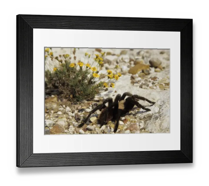 Framed Print : Tarantula (Aphonopelma sp. ) Starr Co. TX Framed Print : Tarantula (Aphonopelma sp. ) Starr Co. TX