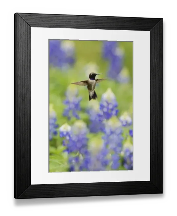 Framed Print : Black-chinned Hummingbird (Archilochus alexandri), adult male flying among blooming Framed Print : Black-chinned Hummingbird (Archilochus alexandri), adult male flying among blooming