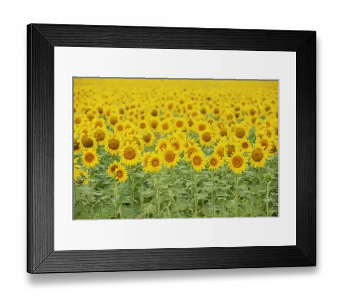 Framed Print : Common Sunflower, Helianthus annuus, field in bloom, Texas, USA