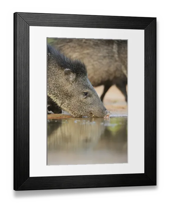 Framed Print : Collared Peccary, Javelina (Tayassu tajacu), adult drinking, South Texas, USA Framed Print : Collared Peccary, Javelina (Tayassu tajacu), adult drinking, South Texas, USA