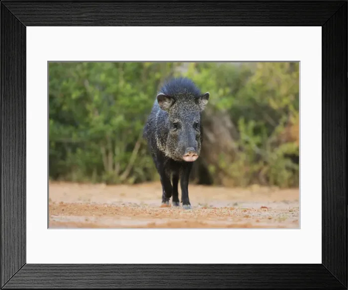 Framed Print : Collared Peccary, Javelina (Tayassu tajacu), adult, South Texas, USA Framed Print : Collared Peccary, Javelina (Tayassu tajacu), adult, South Texas, USA