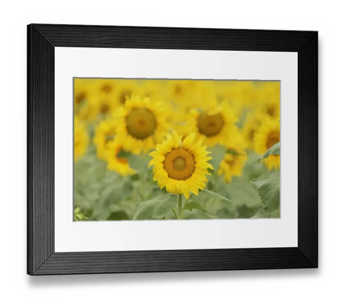 Framed Print : Common Sunflower, Helianthus annuus, field in bloom, Texas, USA