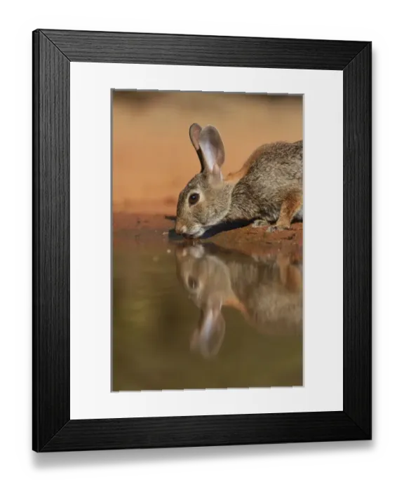 Framed Print : Eastern Cottontail (Sylvilagus floridanus), adult drinking at pond, South Texas, USA Framed Print : Eastern Cottontail (Sylvilagus floridanus), adult drinking at pond, South Texas, USA
