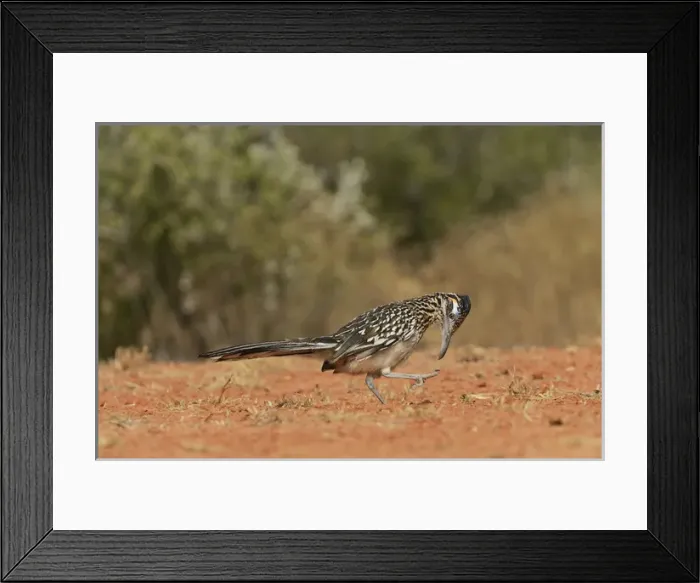Framed Print : Greater Roadrunner (Geococcyx californianus), adult preening, Rio Grande Valley, South Texas