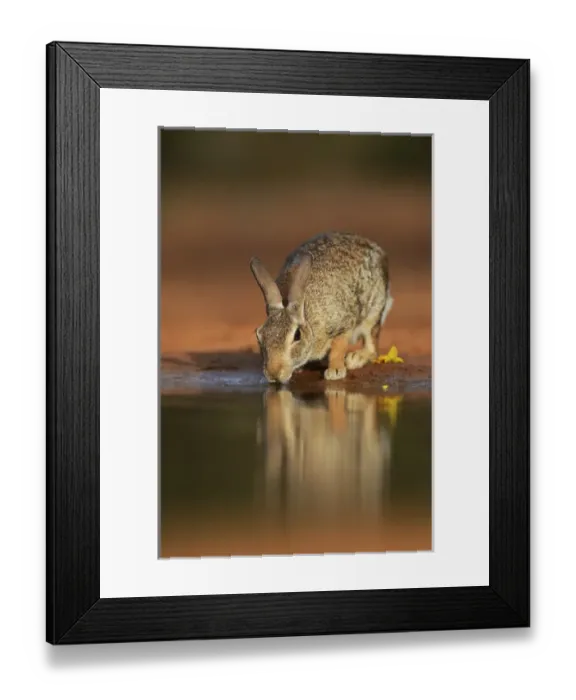 Framed Print : Eastern Cottontail (Sylvilagus floridanus), adult drinking at pond, South Texas, USA Framed Print : Eastern Cottontail (Sylvilagus floridanus), adult drinking at pond, South Texas, USA