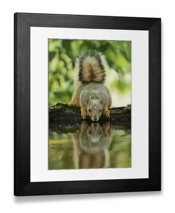 Framed Print : Eastern Fox Squirrel (Sciurus niger), adult drinking, Hill Country, Texas, USA Framed Print : Eastern Fox Squirrel (Sciurus niger), adult drinking, Hill Country, Texas, USA