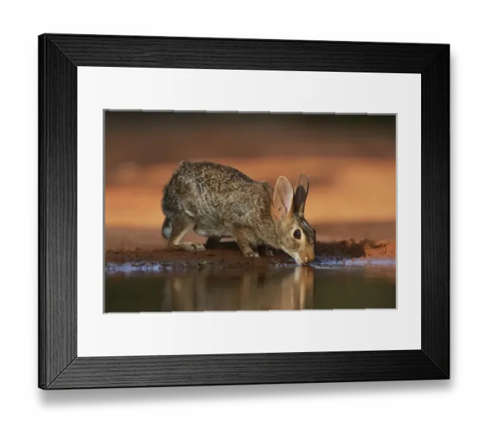 Framed Print : Eastern Cottontail (Sylvilagus floridanus), adult drinking at pond, South Texas, USA Framed Print : Eastern Cottontail (Sylvilagus floridanus), adult drinking at pond, South Texas, USA
