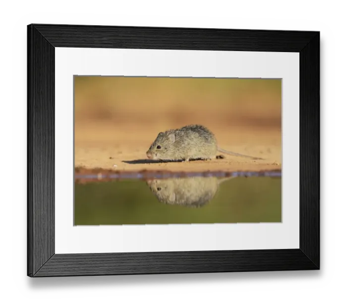 Framed Print : Hispid Cotton Rat (Sigmodon hispidus), adult at waters edge, South Texas, USA Framed Print : Hispid Cotton Rat (Sigmodon hispidus), adult at waters edge, South Texas, USA