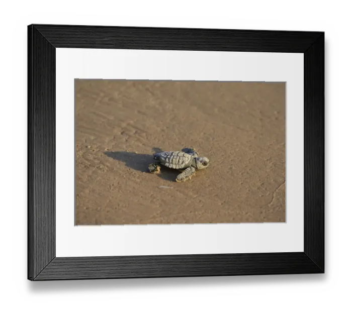 Framed Print : Kemps ridley sea turtle (Lepidochelys kempii), baby turtle, South Padre Island Framed Print : Kemps ridley sea turtle (Lepidochelys kempii), baby turtle, South Padre Island
