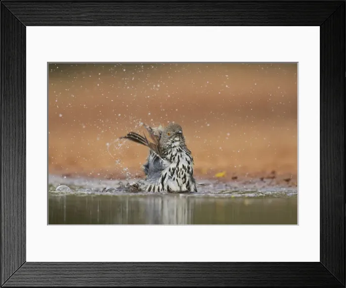 Framed Print : Long-billed Thrasher (Toxostoma longirostre), adult bathing, Rio Grande Valley, South Texas