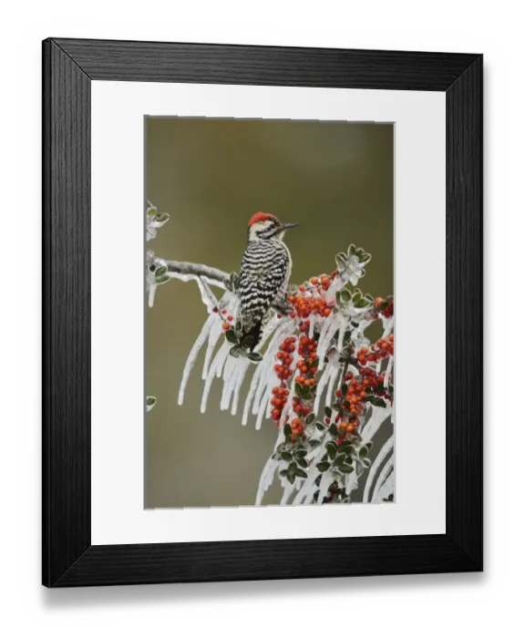 Framed Print : Ladder-backed Woodpecker (Picoides scalaris), adult male prched on icy branch of Yaupon Holly Framed Print : Ladder-backed Woodpecker (Picoides scalaris), adult male prched on icy branch of Yaupon Holly