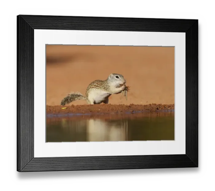 Framed Print : Mexican Ground Squirrel (Spermophilus mexicanus), adult eating grasshopper, South Texas