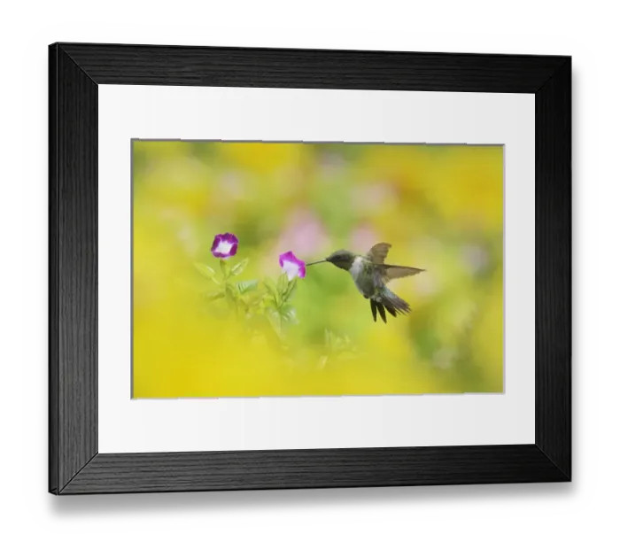 Framed Print : Ruby-throated Hummingbird (Archilochus colubris), male in flight feeding on Wishbone flower Framed Print : Ruby-throated Hummingbird (Archilochus colubris), male in flight feeding on Wishbone flower