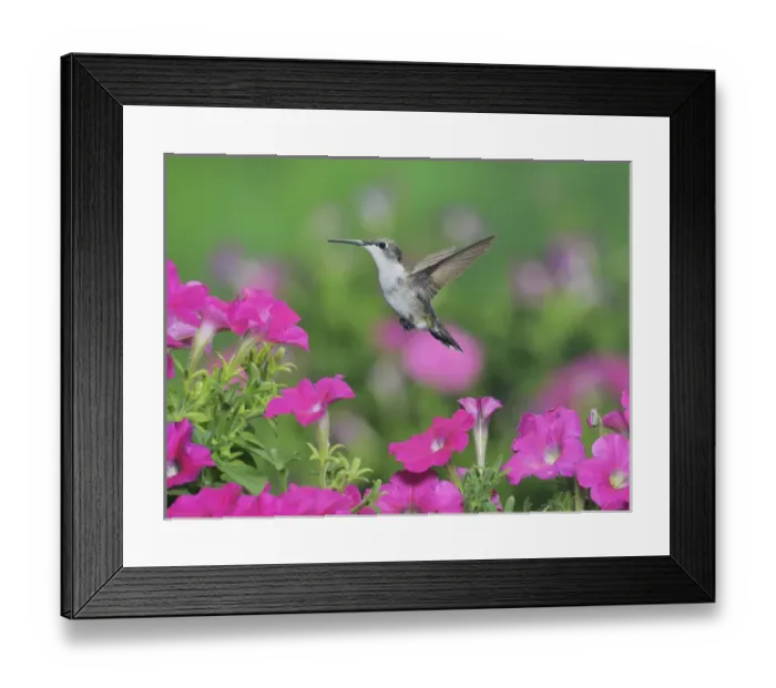 Framed Print : Ruby-throated Hummingbird (Archilochus colubris), female in flight feeding on Petunia flowers