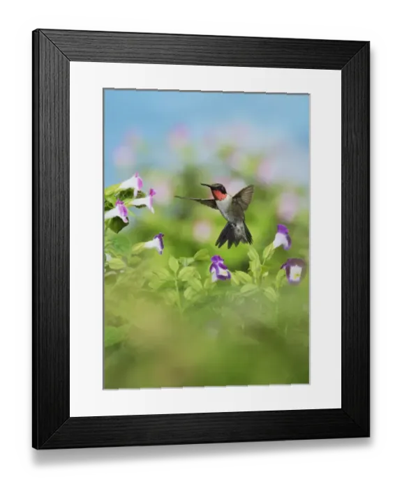 Framed Print : Ruby-throated Hummingbird (Archilochus colubris), male in flight feeding on Wishbone flower Framed Print : Ruby-throated Hummingbird (Archilochus colubris), male in flight feeding on Wishbone flower