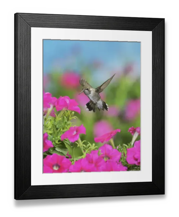 Framed Print : Ruby-throated Hummingbird (Archilochus colubris), young male in flight feeding on Petunia flowers Framed Print : Ruby-throated Hummingbird (Archilochus colubris), young male in flight feeding on Petunia flowers