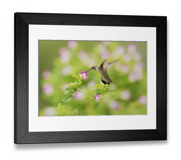 Framed Print : Ruby-throated Hummingbird (Archilochus colubris), female in flight feeding on Wishbone flower Framed Print : Ruby-throated Hummingbird (Archilochus colubris), female in flight feeding on Wishbone flower