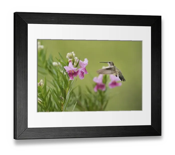 Framed Print : Ruby-throated Hummingbird (Archilochus colubris), female in flight feeding on blooming Framed Print : Ruby-throated Hummingbird (Archilochus colubris), female in flight feeding on blooming