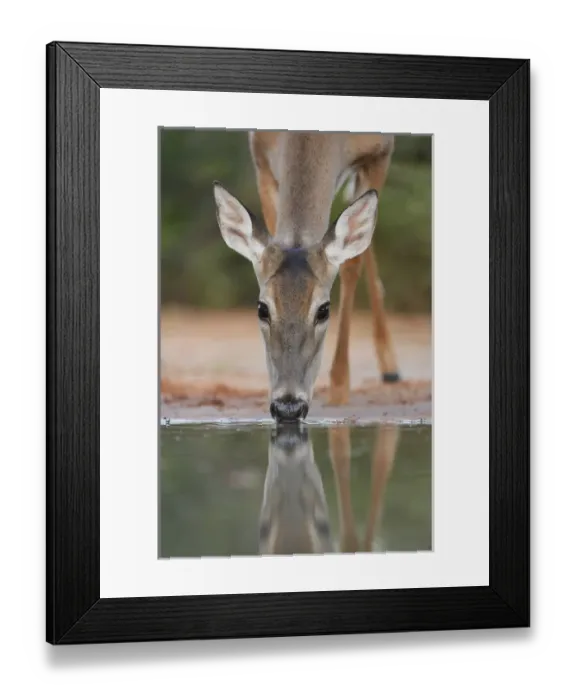 Framed Print : White-tailed Deer (Odocoileus virginianus), adult drinking, South Texas, USA Framed Print : White-tailed Deer (Odocoileus virginianus), adult drinking, South Texas, USA