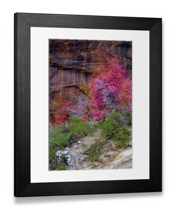 Framed Print : USA, Utah, Zion National Park. Cliff and autumn scenic Framed Print : USA, Utah, Zion National Park. Cliff and autumn scenic