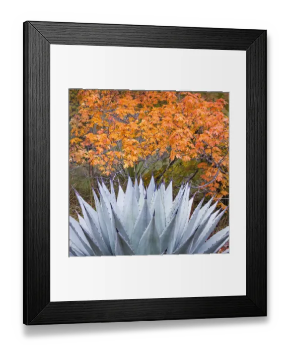 Framed Print : USA, Texas, Guadalupe Mountains National Park. Scenic of McKittrick Canyon. Credit as Framed Print : USA, Texas, Guadalupe Mountains National Park. Scenic of McKittrick Canyon. Credit as