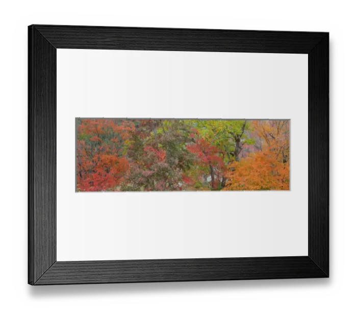 Framed Print : USA, Texas, Guadalupe Mountains National Park. Panoramic of bigtooth maple trees Framed Print : USA, Texas, Guadalupe Mountains National Park. Panoramic of bigtooth maple trees