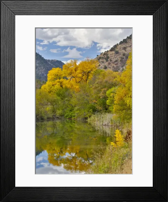 Framed Print : Cottonwoods, Maple and oak trees in fall color along Logan River, Utah, in the Wasatch Framed Print : Cottonwoods, Maple and oak trees in fall color along Logan River, Utah, in the Wasatch