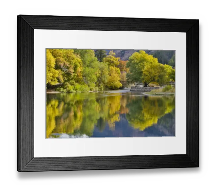 Framed Print : Cottonwoods, Maple and oak trees in fall color along Logan River, Utah, in the Wasatch