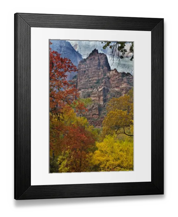 Framed Print : USA, Utah, Zion National Park. Fall foliage in The Narrows Framed Print : USA, Utah, Zion National Park. Fall foliage in The Narrows