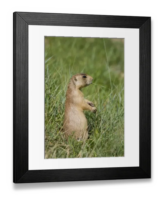 Framed Print : USA, Utah, Bryce Canyon National Park. Close-up of endangered Utah prairie dog feeding Framed Print : USA, Utah, Bryce Canyon National Park. Close-up of endangered Utah prairie dog feeding